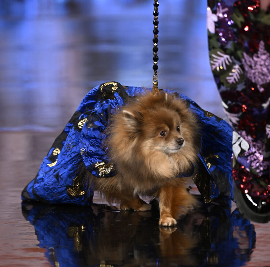 Stylish Pets Take Over New York Fashion Week