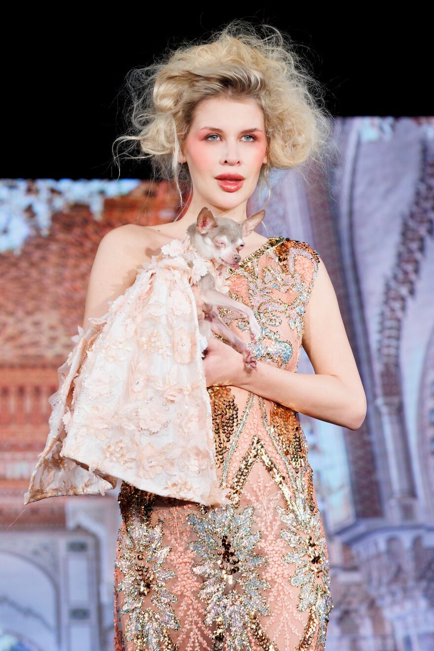 Stylish Pets Take Over New York Fashion Week