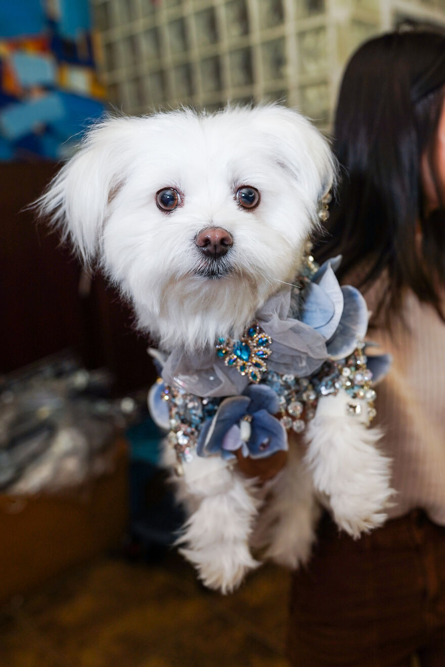 Stylish Pets Take Over New York Fashion Week