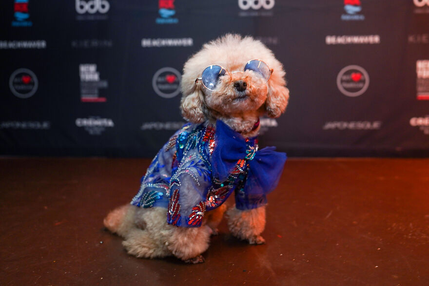 Stylish Pets Take Over New York Fashion Week