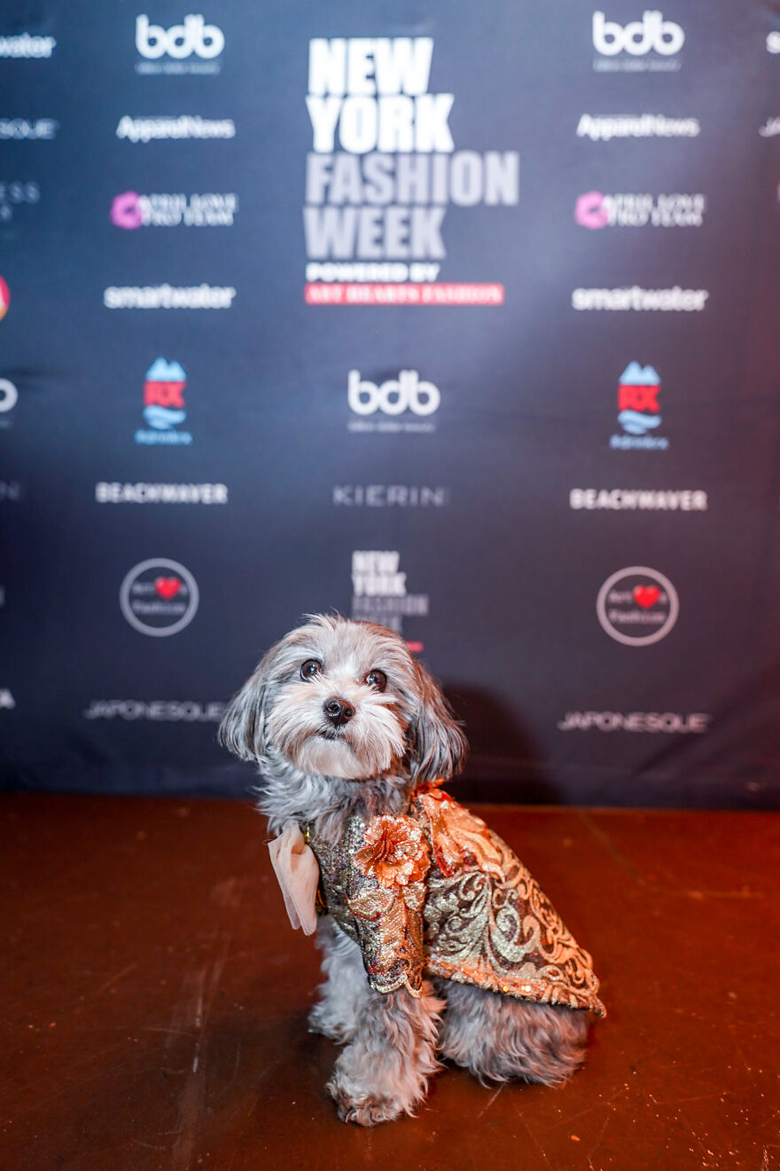 Stylish Pets Take Over New York Fashion Week
