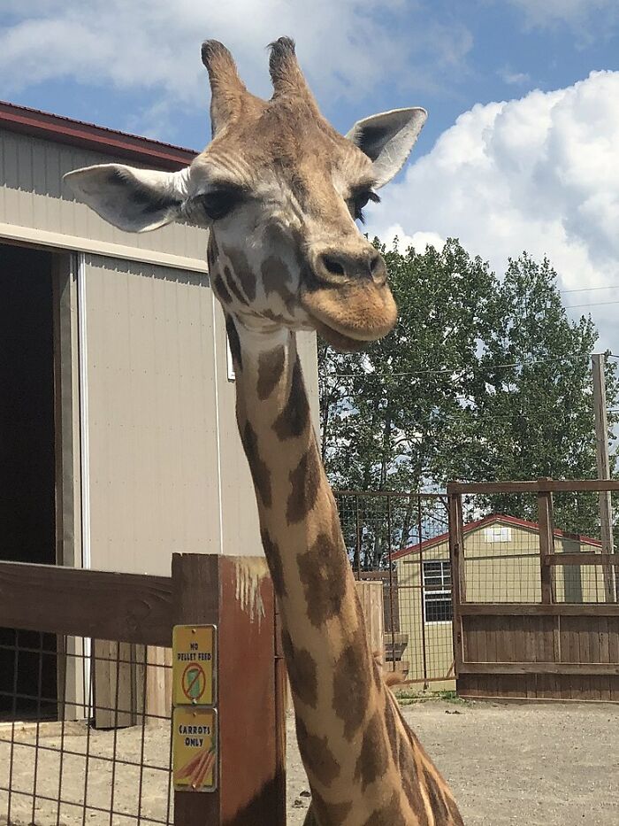 April The Giraffe