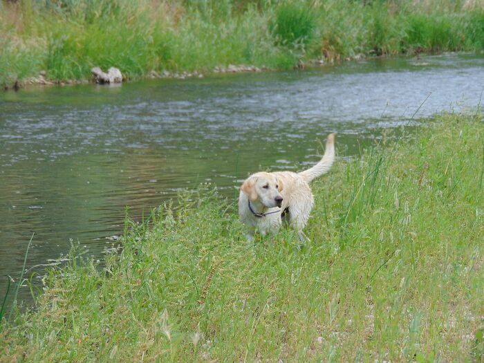 Archer's First Swim In A River
