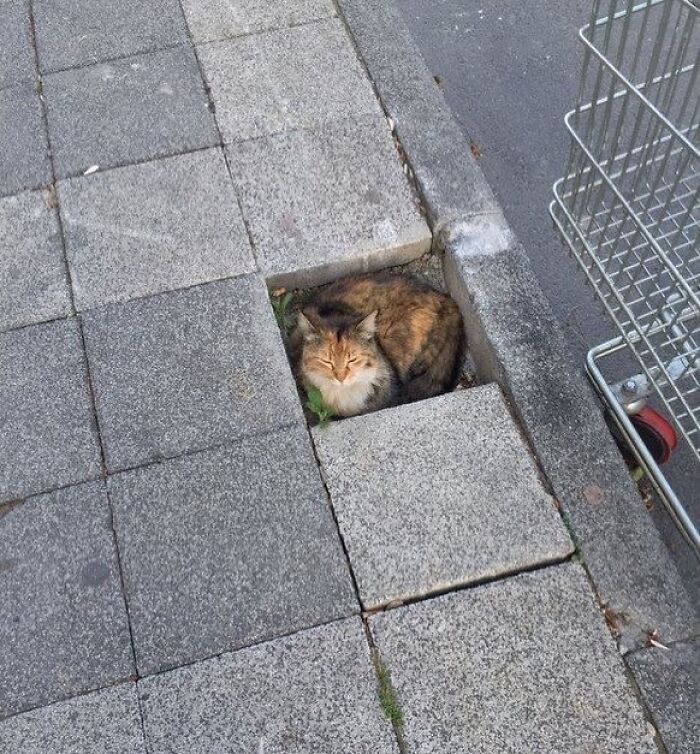 Funny-Pic-Trashandculture