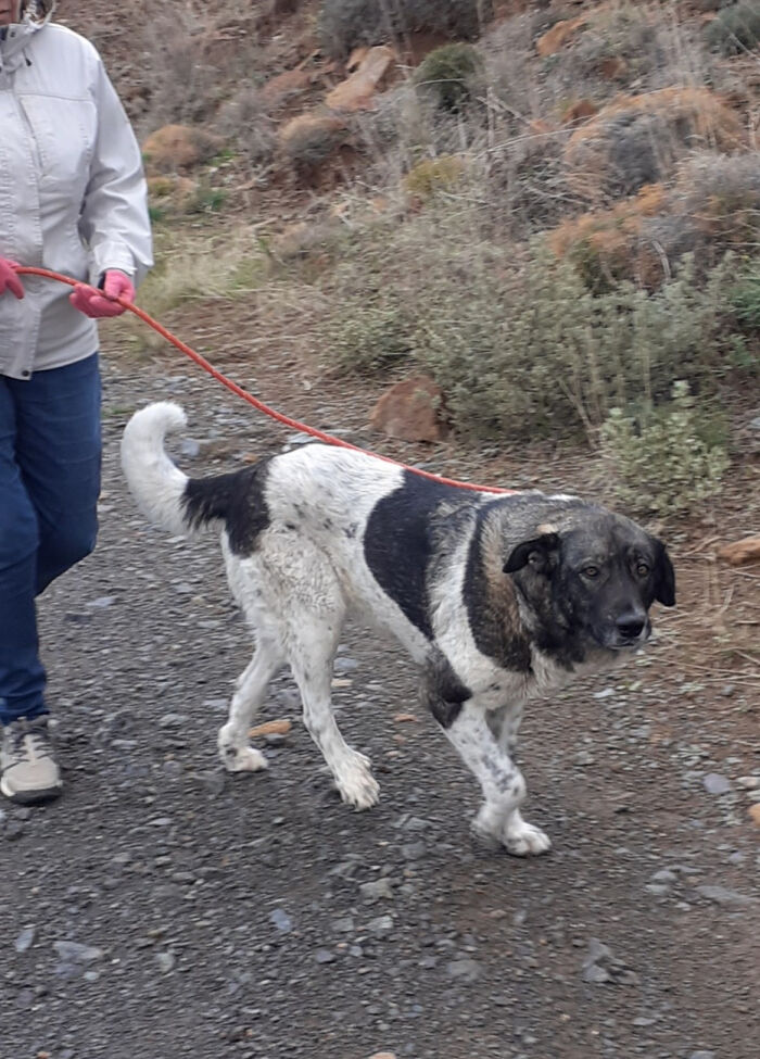 At The Adana Dog Rescue Centre We Nurture Dogs (8 Pics)