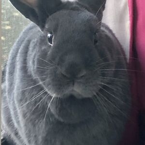 blackbeltbookworm avatar