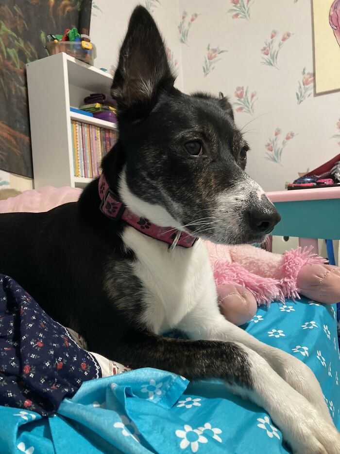 Iris, The Doggy Goddess Of The Gays. (Iris Is The God Of Rainbows In Some Mythogy)