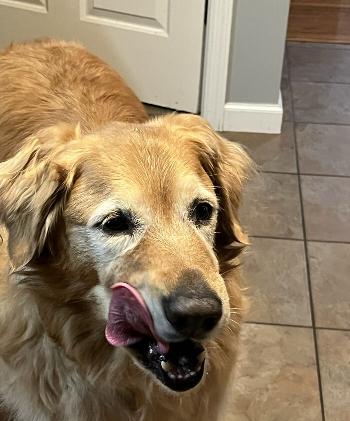 Rosie Watching Me Make Some Breakfast