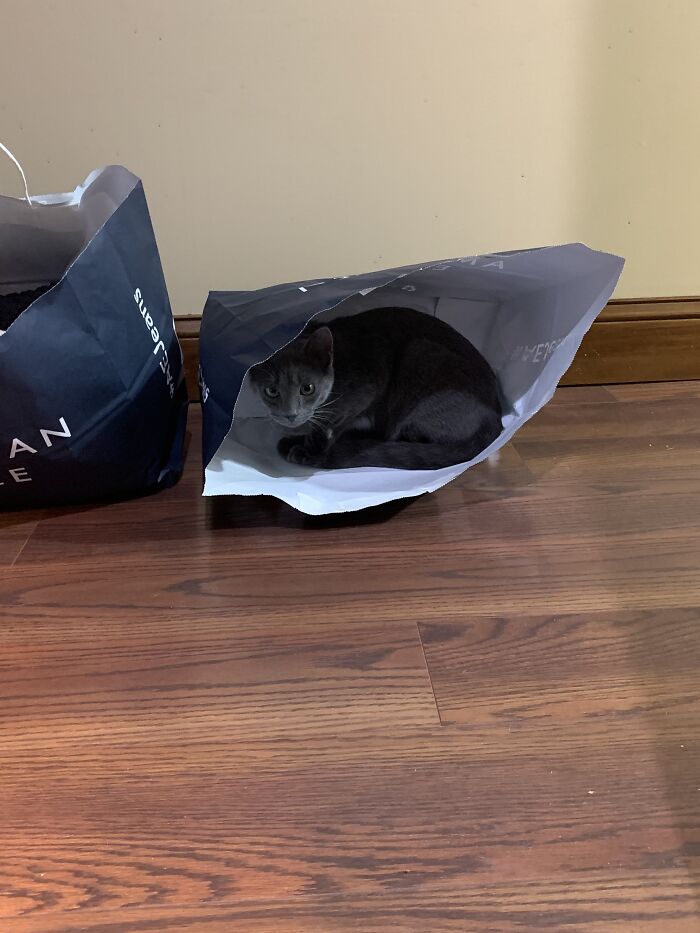 My Family Went Shopping And Evan Wasted No Time Claiming His Empty Bag