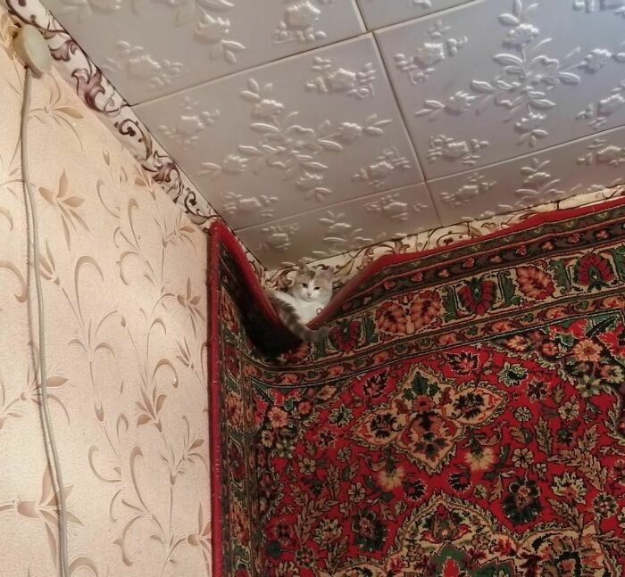 Funny-Pic-Trashandculture