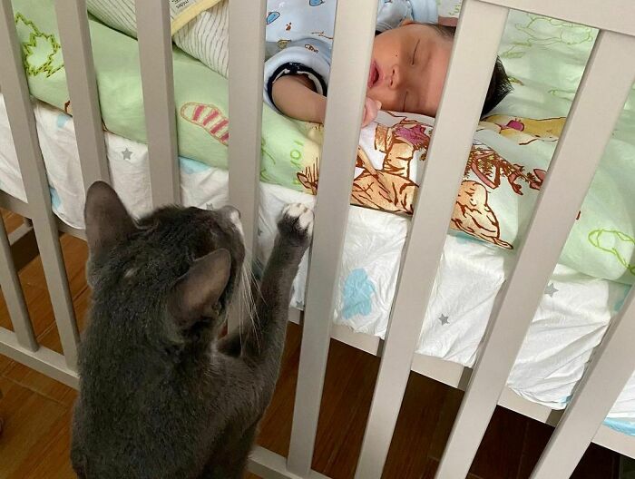 Introducing Our New Family Member - His Infant Name Is Jerry. We Are So Surprised That Tom Yau Immediately Becomes The Most Caring Babysitter