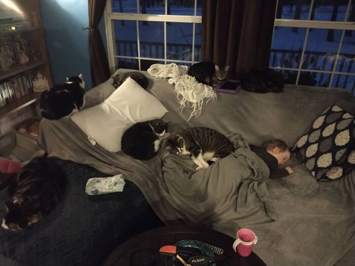This Little Girl Knows How To Nap. 7 Kitty Guards