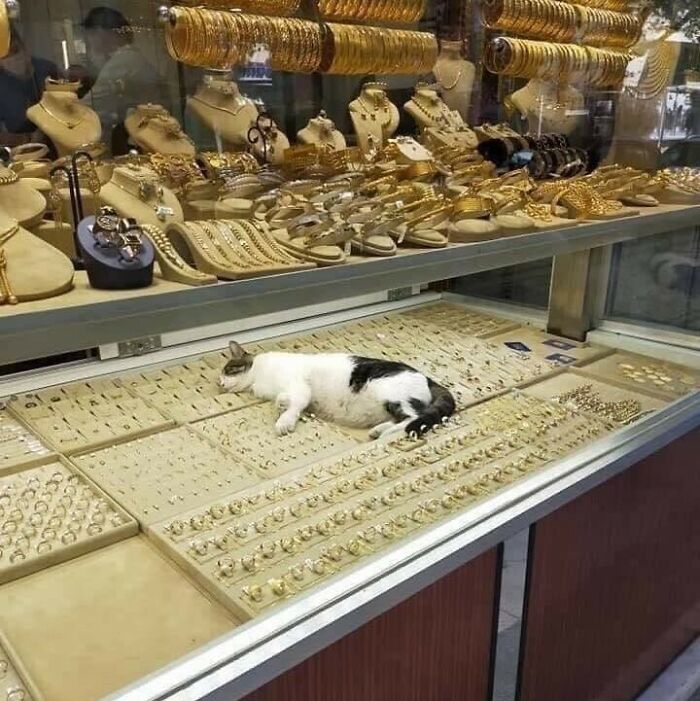 Funny-Pic-Trashandculture