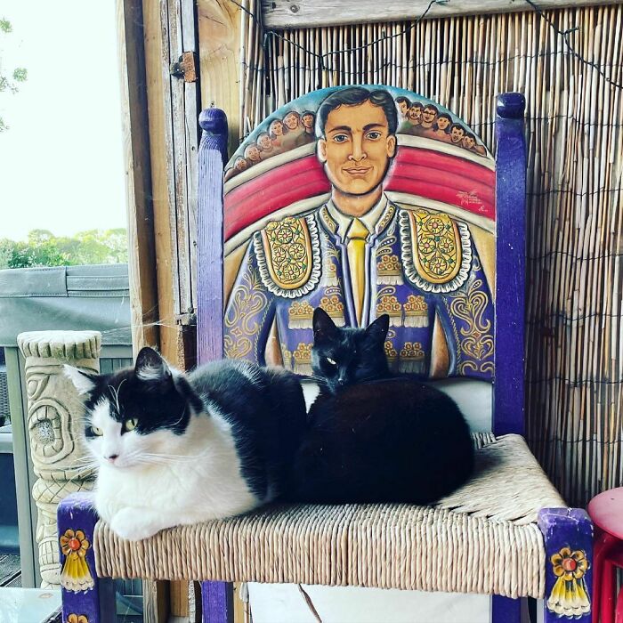 Cats On A Weird Chair