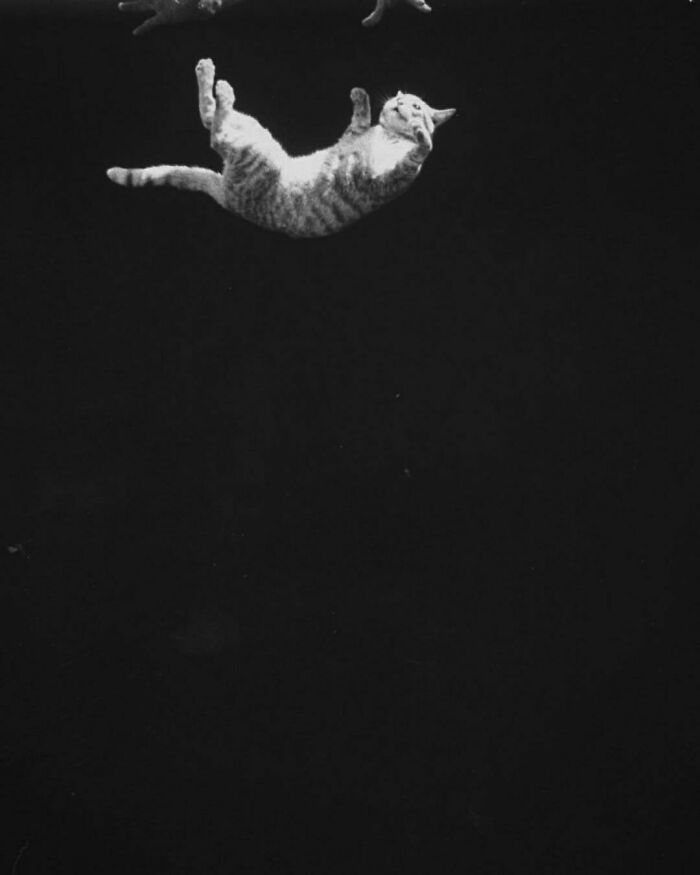 1969. Photographs Showing A Nasa-Funded Research Of A Cat Demonstrating Its Natural Ability Of Physically Rotating Its Body In Mid-Air To Right Itself When Falling, And An Astronaut Training To Replicate The Feline Motion To Develop The Ability To Right His Body In Zero Gravity. Photography By Ralph Crane
