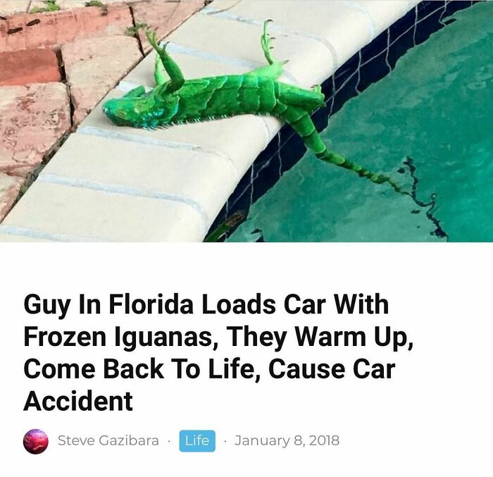 A green iguana by a pool, featured on a post roasting Florida from the "Florida Man" Instagram page.