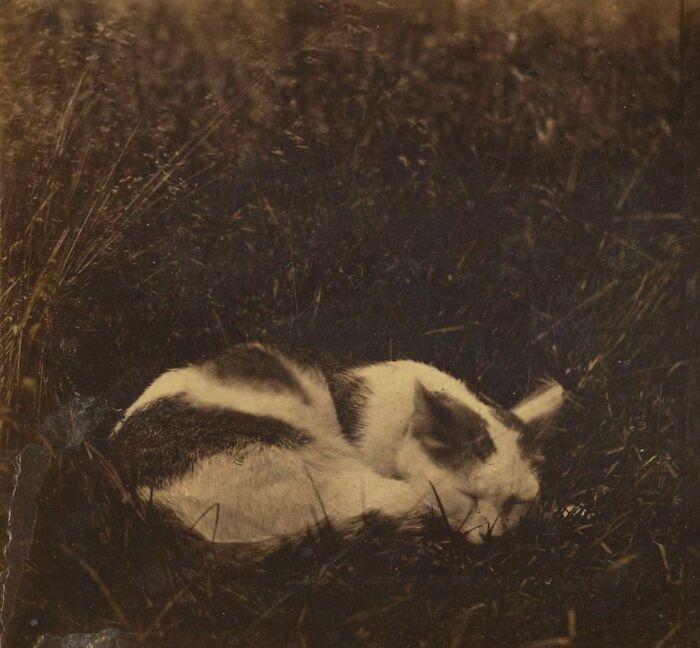 Portrait Of A Cat Entitled “Pussy” Photographed By Edward And Henry T. Anthony & Co. Circa 1869-1875
