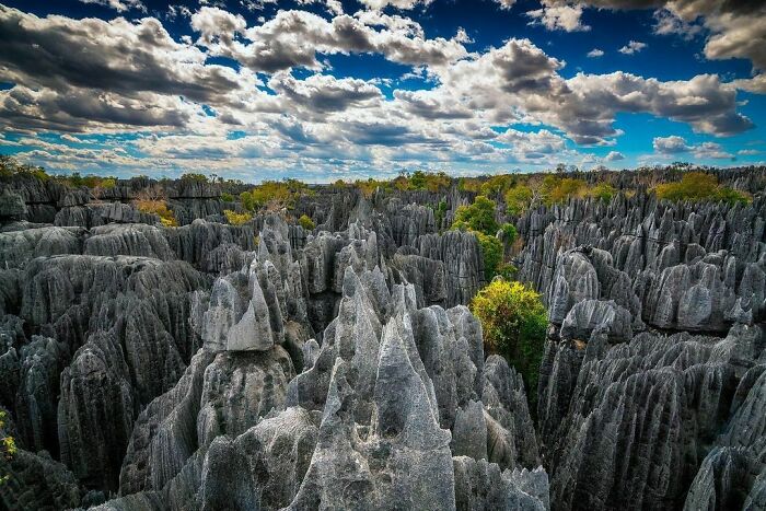 Forest Of Knives, Madagascar