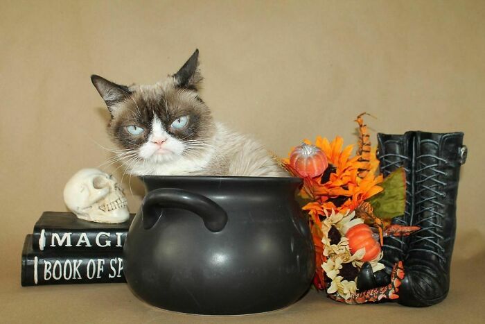 Grumpy Cat