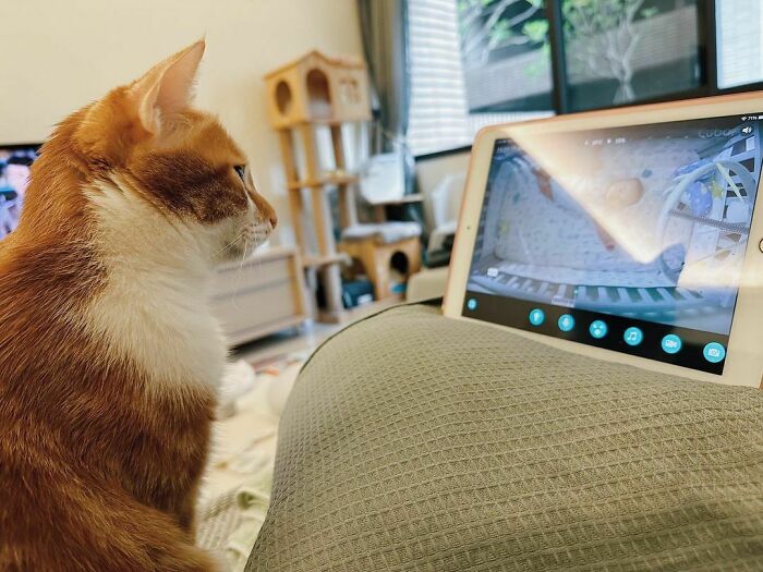 When Tora Works Hard For His Treats