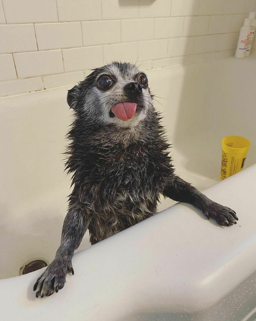 a dog with his tongue hanging out his mouth in the bath