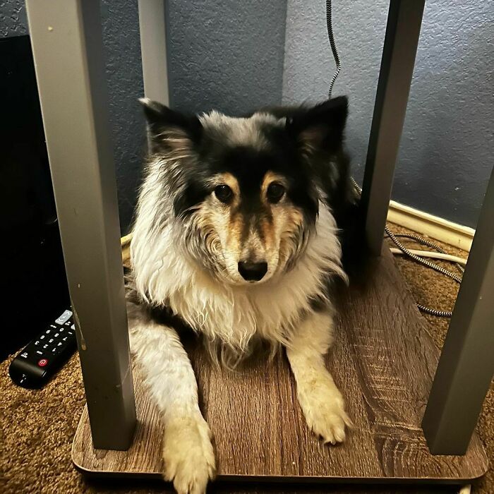 Just Looked Over To See Max Chillin On My Bedside Table