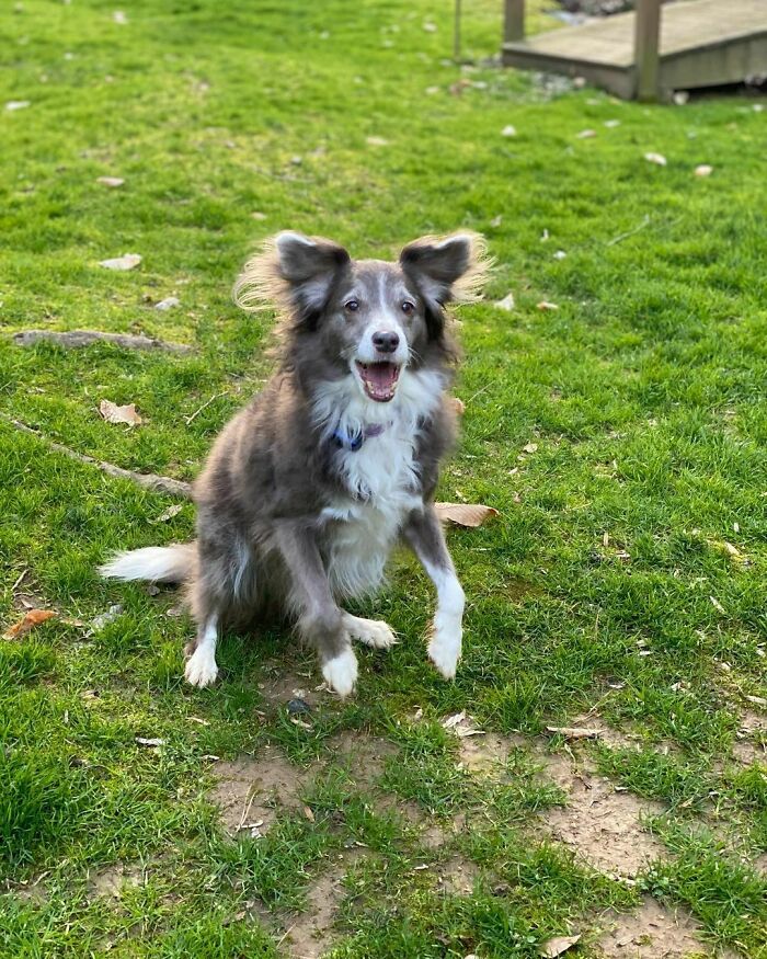 Lucy’s Favorite Time Of Day Is When We Trick Train With Her Ball!
