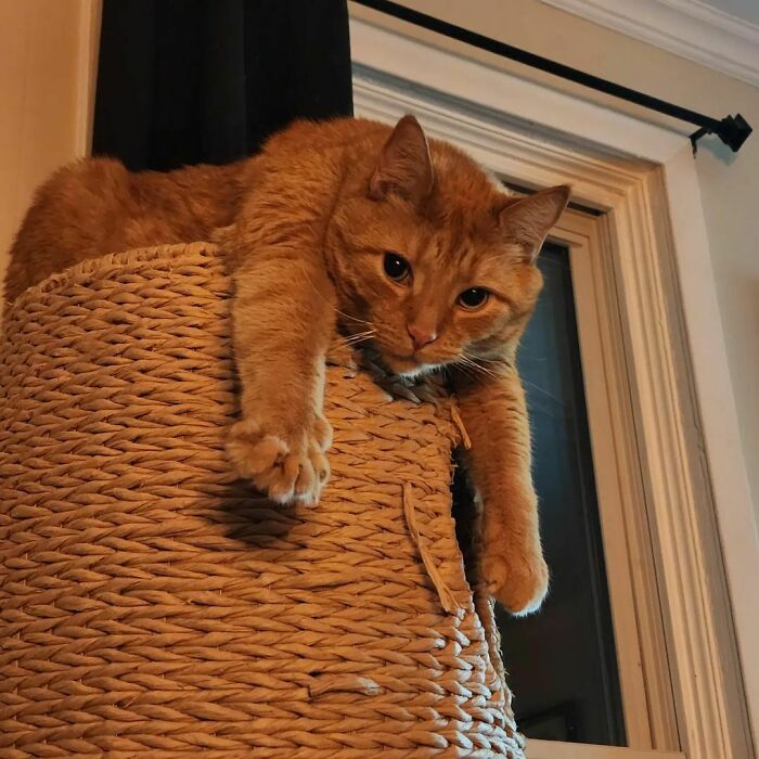 Relaxed Orange Cat
