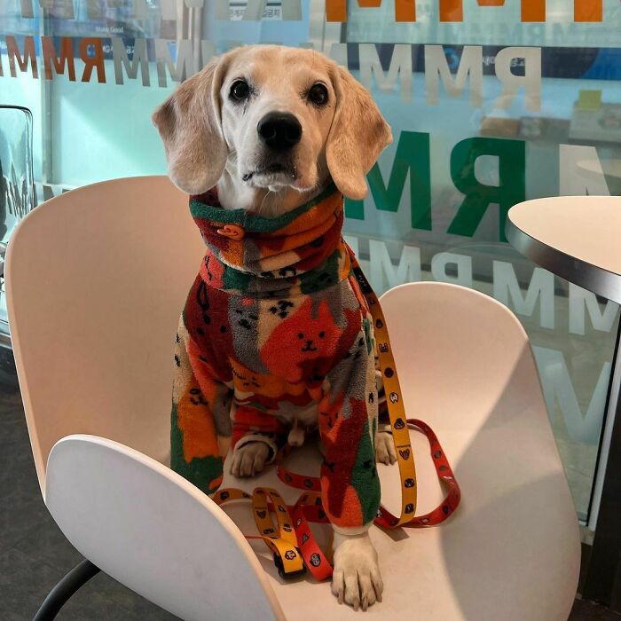 A Walk That Depends On The Condition Of The Pack!