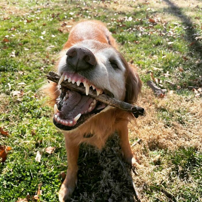 What’s Brown And Sticky?