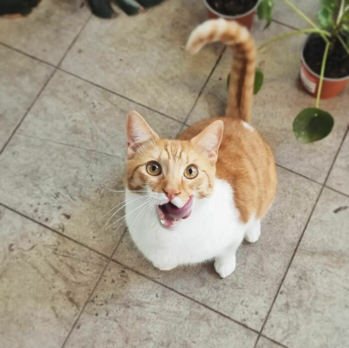 Mightiest Leaf Hunter