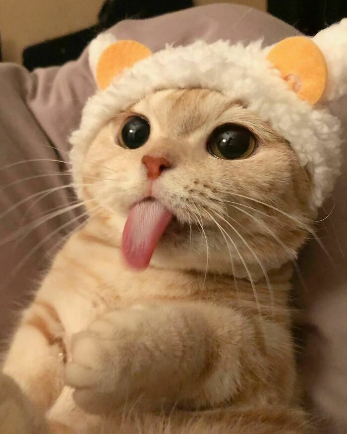 Sally The Orange Cat