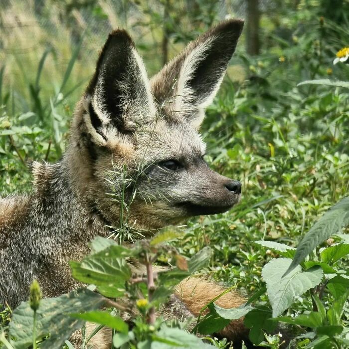 Meet My New Friend The Cheeky Bat-Eared Fox!