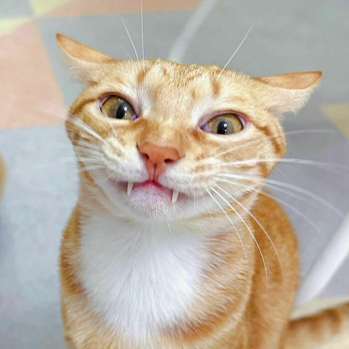 Zombie Teeth, Airplane Ears