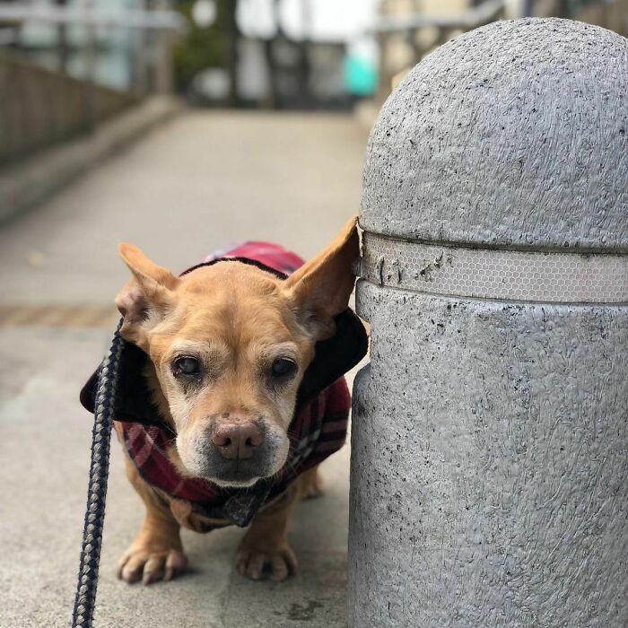 The Cold Wind Was Howling, But I Went For A Walk In A Good Mood