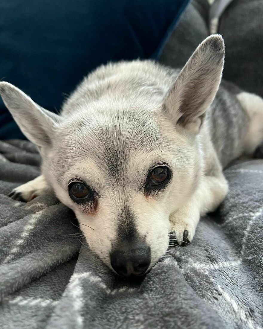 Puppy Valentine’s Day