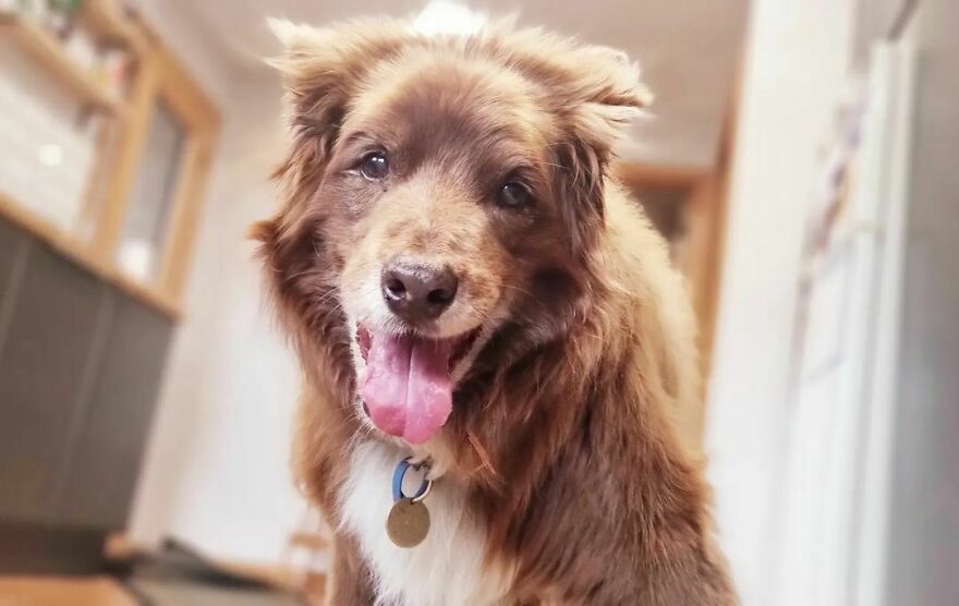 Kobi Bear 15.5 Years Young