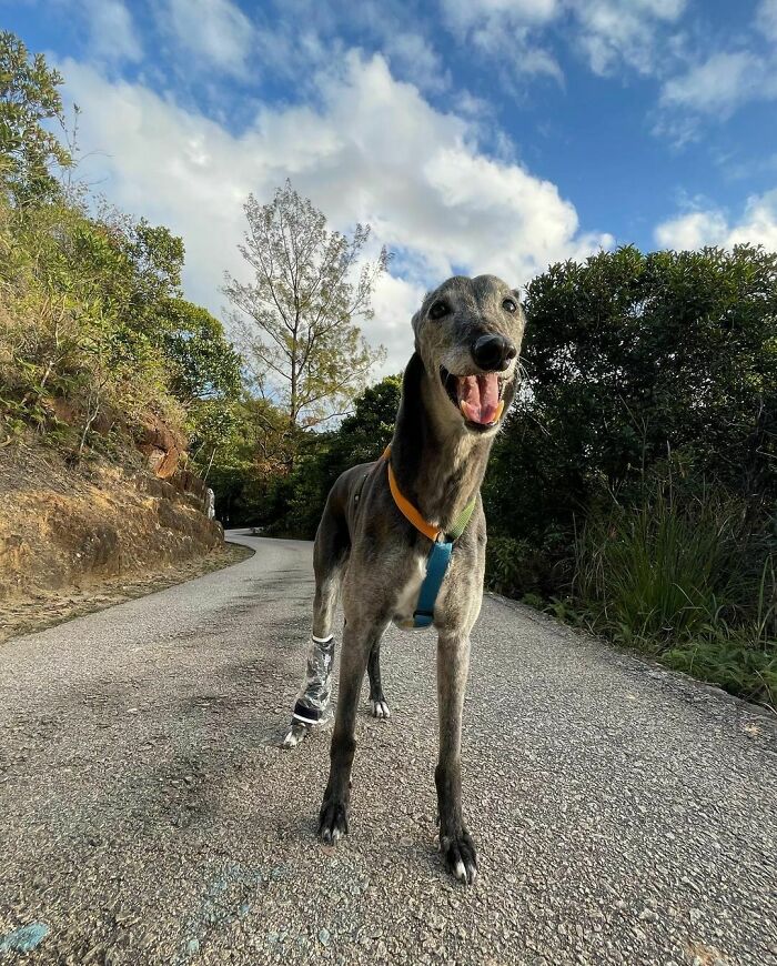 Might Have Lost My Ears In The Wild Today