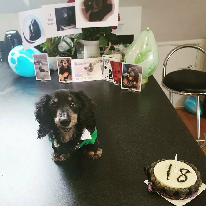 Happy Birthday Oscar! Celebrating Your 18th Birthday!