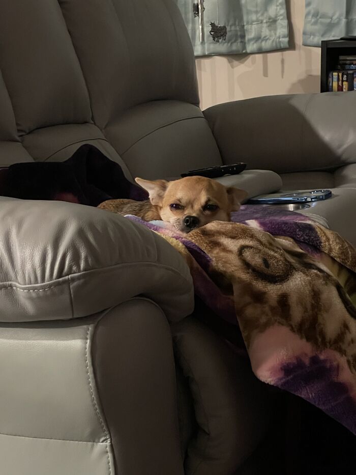 My Mom's Puppy, Myrtle. She’s Very Judgmental