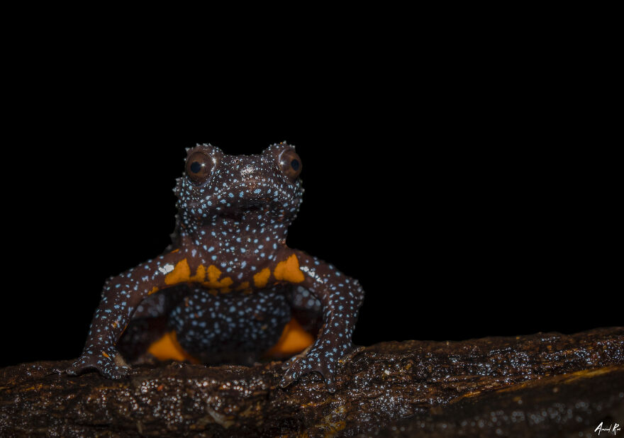 Encounter With The Rare Galaxy Frog