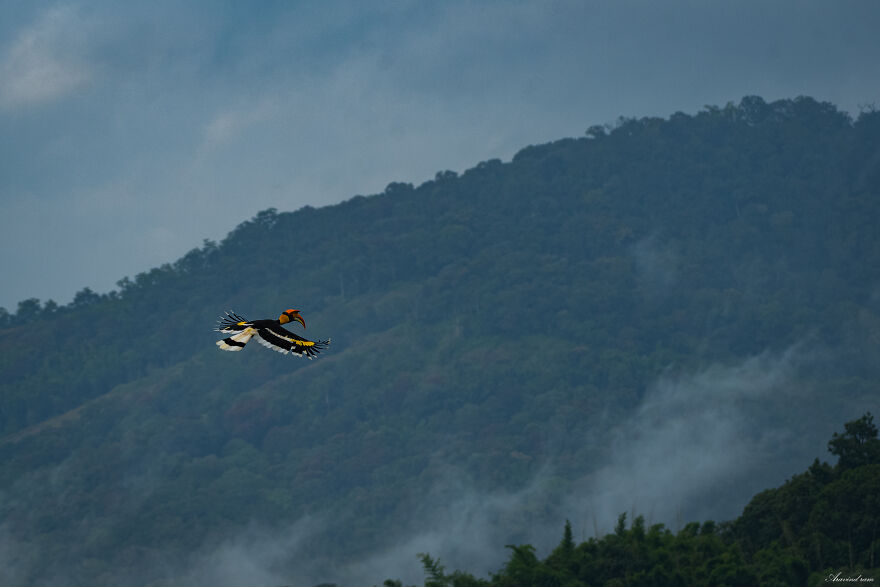 I Took Unique Photos Of Great Hornbills In India (8 Pics)