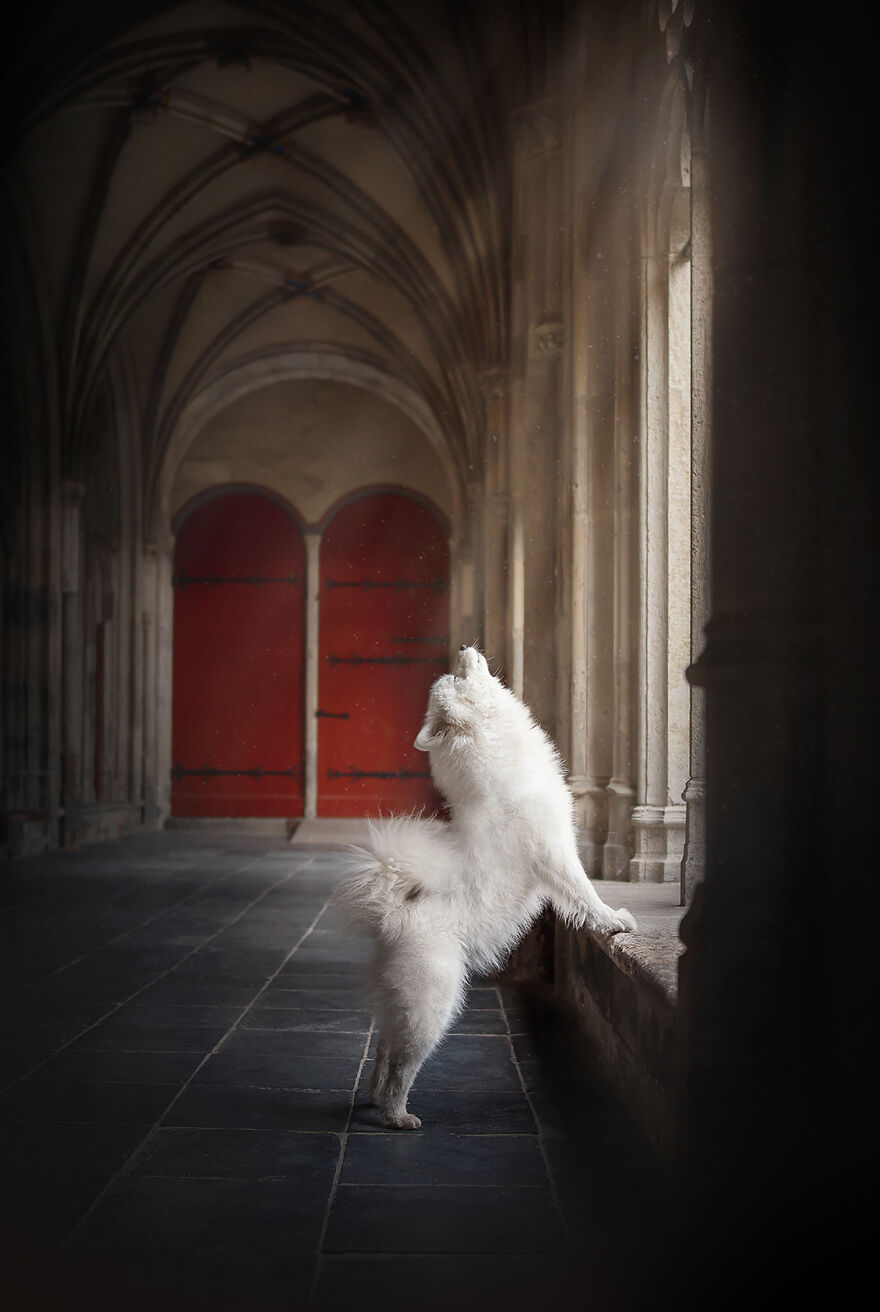 Dutch Dogs Posing In The Netherlands