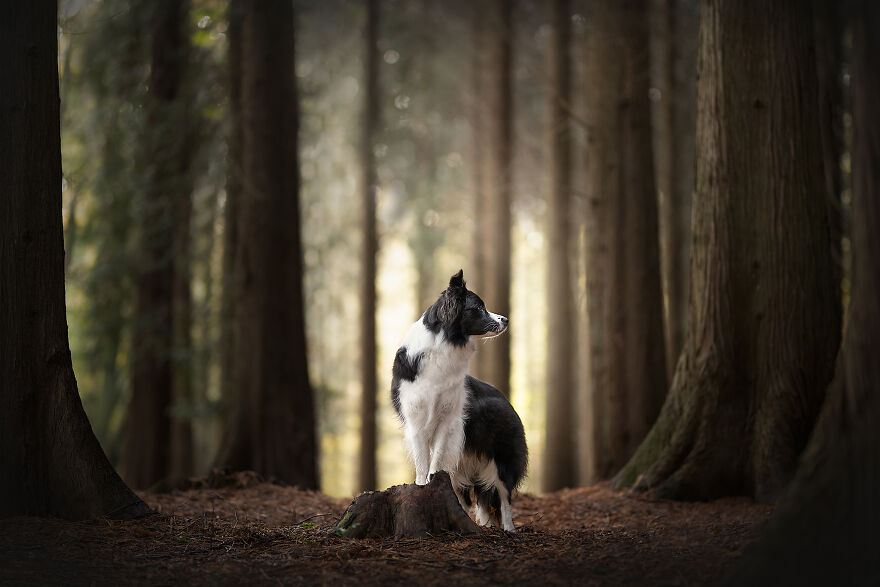 Dutch Dogs Posing In The Netherlands