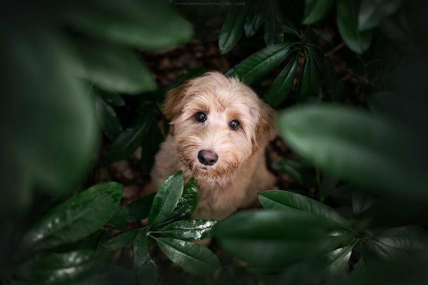 Dutch Dogs Posing In The Netherlands