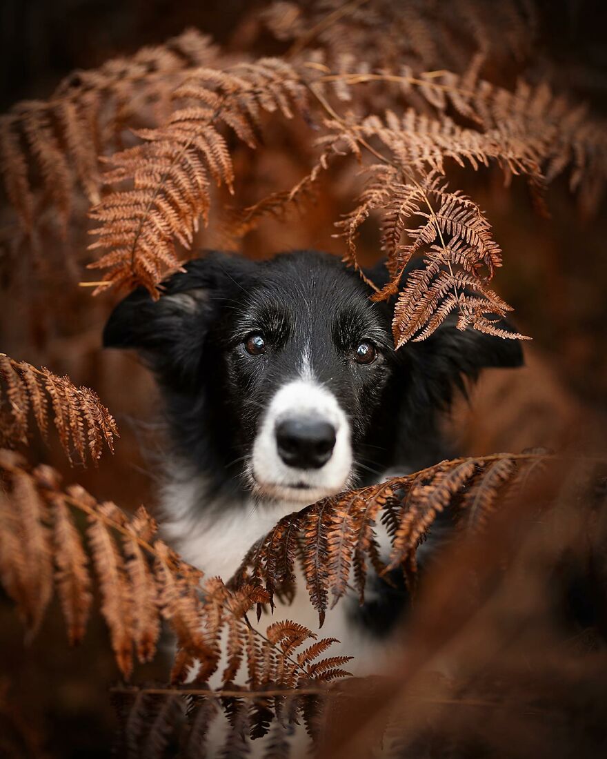 Dutch Dogs Posing In The Netherlands