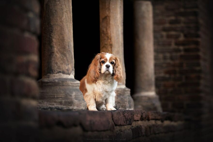 Dutch Dogs Posing In The Netherlands