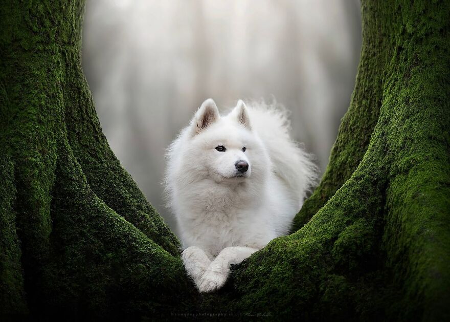 Dutch Dogs Posing In The Netherlands