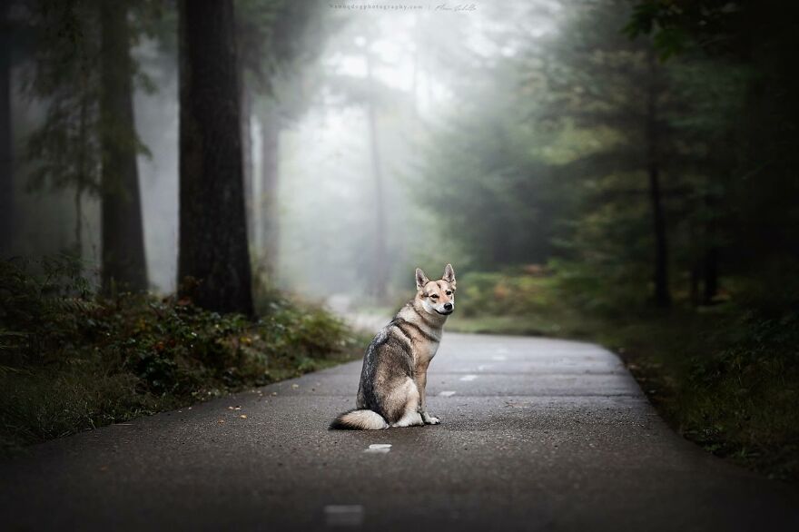 Dutch Dogs Posing In The Netherlands