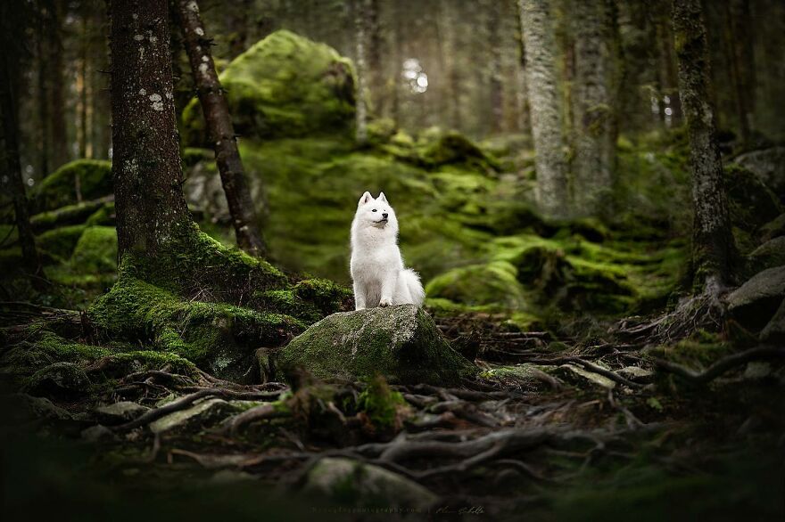 Dutch Dogs Posing In The Netherlands